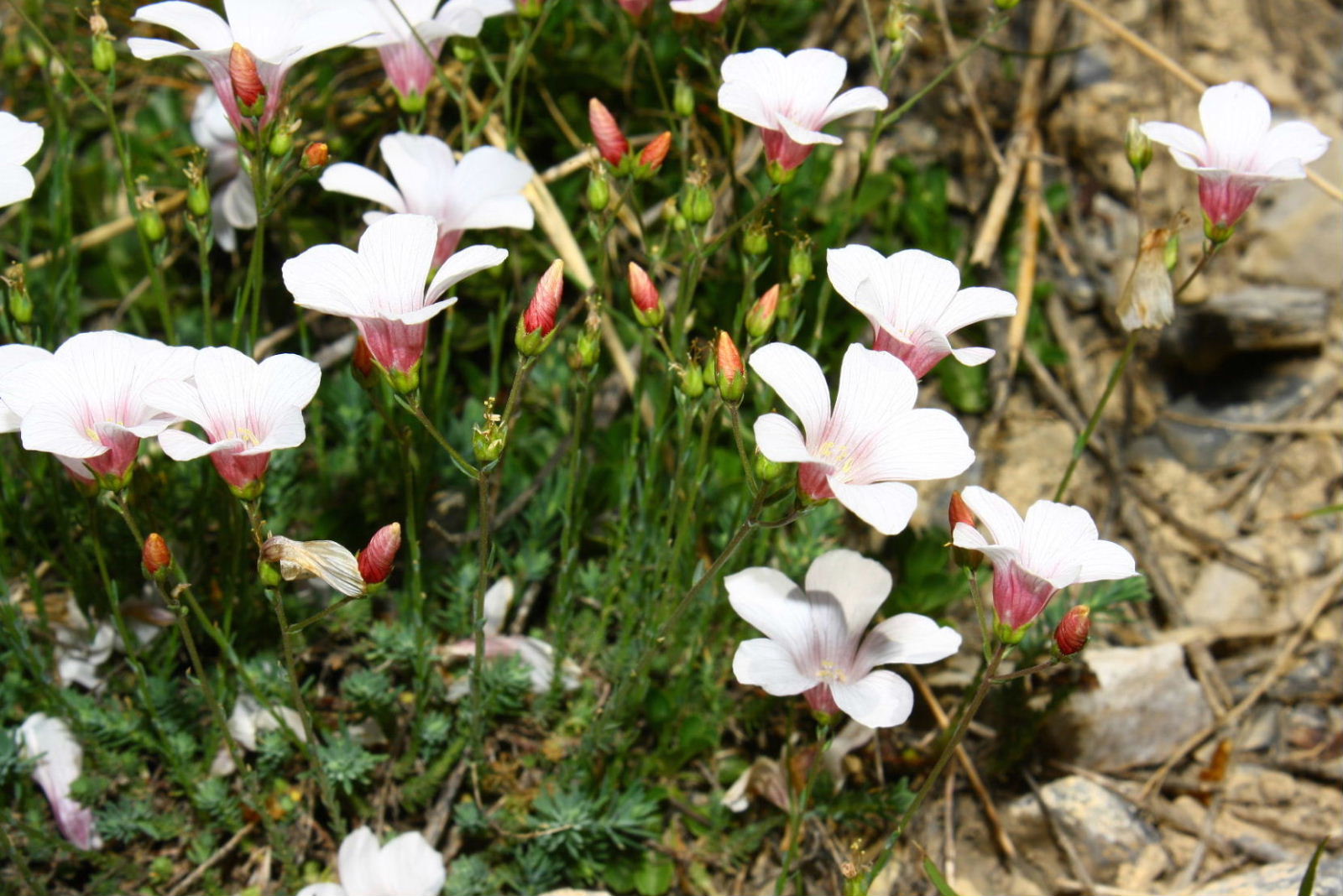 Linum suffruticosum / Lino suffruticoso